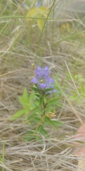 Gentianeae