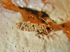 Amydria margoriella