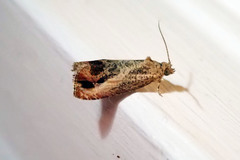 Olethreutes hamameliana