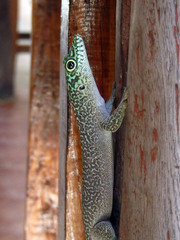 Phelsuma standingi