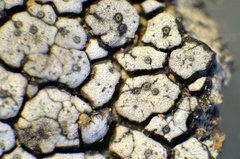 Placopyrenium stanfordii