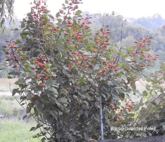 Erythrina breviflora
