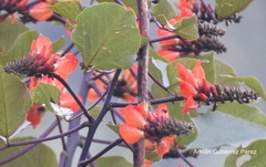 Erythrina breviflora