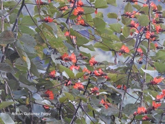 Erythrina breviflora