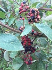 Rubus urticifolius