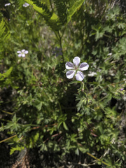 Geranium californicum