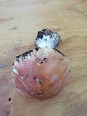 Leucocortinarius bulbiger