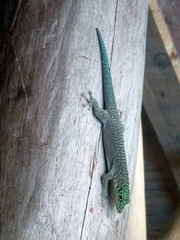 Phelsuma standingi