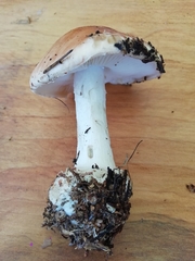 Leucocortinarius bulbiger