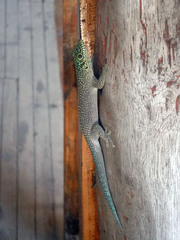 Phelsuma standingi