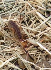 Ammotrechidae