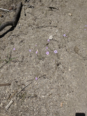 Saltugilia splendens