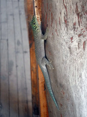 Phelsuma standingi