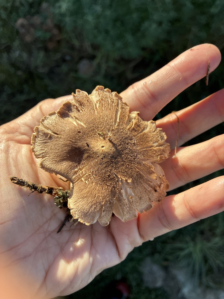 Tricholoma terreum · April 2025 · photo: © jennysaito (iNaturalist, cc-by)