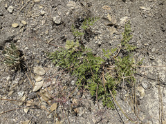 Tauschia parishii