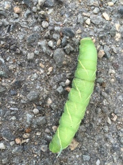 Marumba quercus