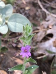 Epilobium densiflorum