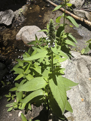 Stachys stebbinsii