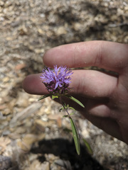 Monardella breweri lanceolata