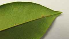 Machaerium condensatum