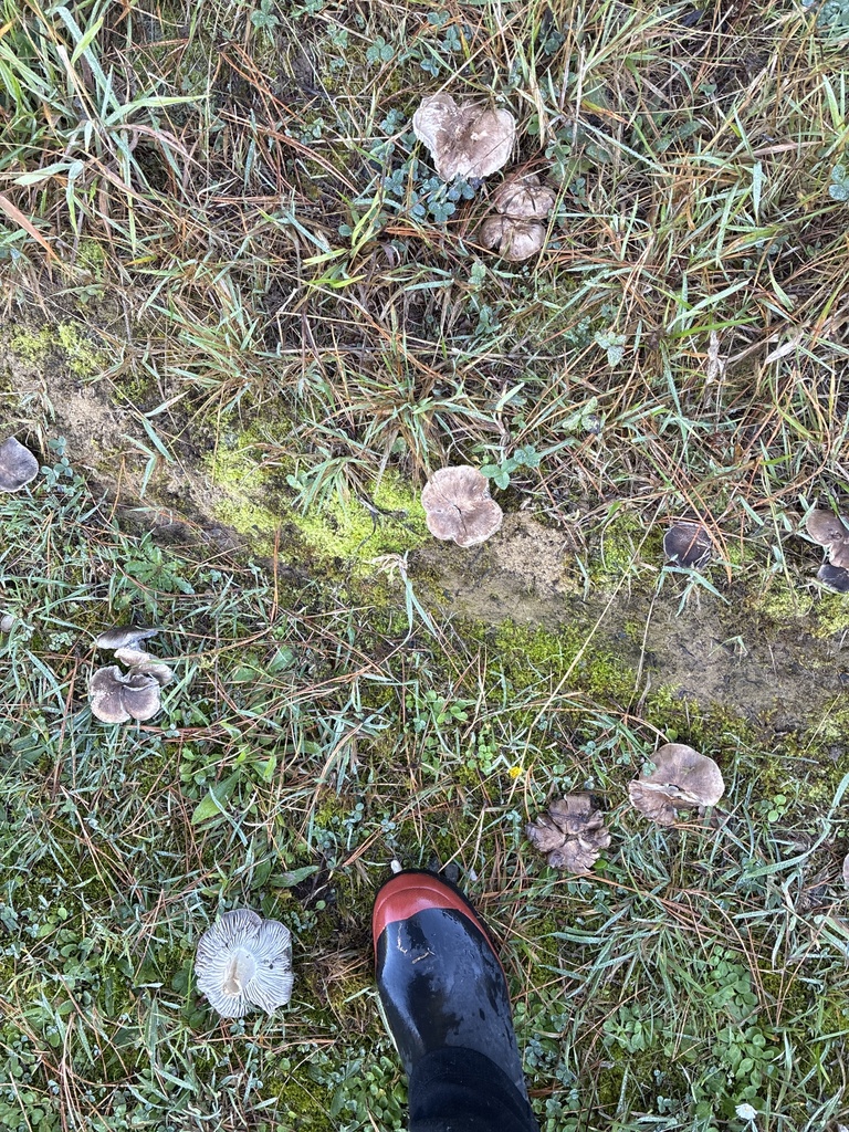 Tricholoma terreum · April 2025 · photo: © jennysaito (iNaturalist, cc-by)