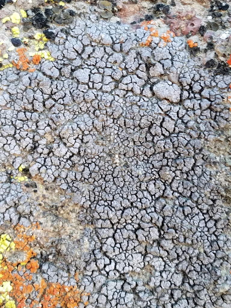 Placopyrenium stanfordii
