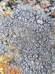 Placopyrenium stanfordii