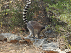 Lemur catta