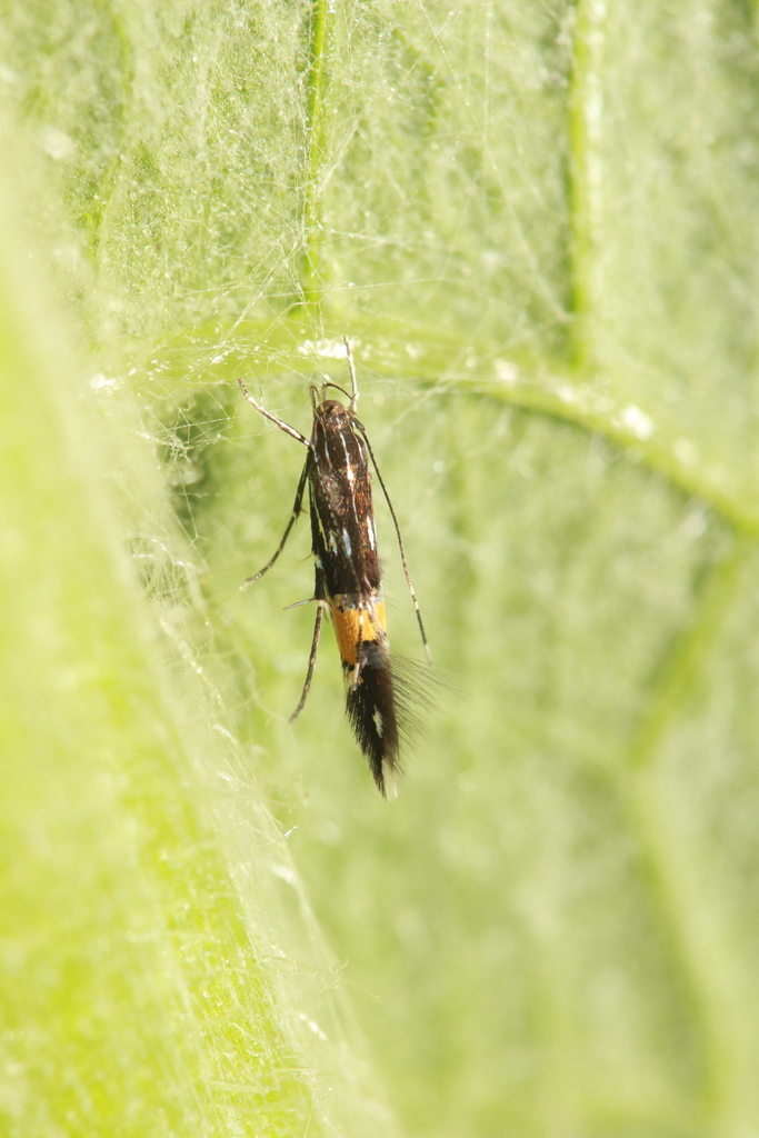 Cosmopterix feminella