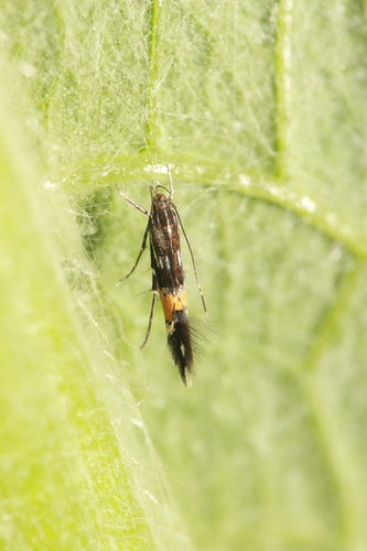 Cosmopterix feminella