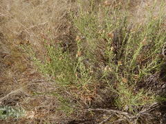 Baccharis texana