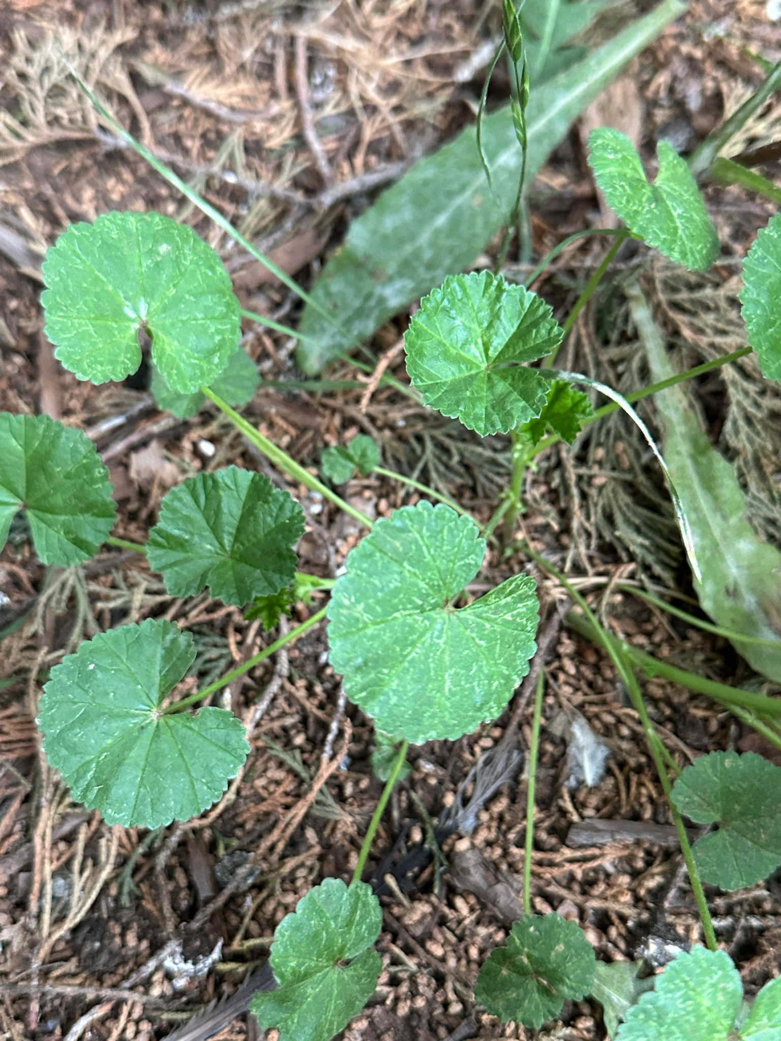 Imagem de Malva-branca