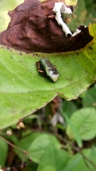 Osteocephalus verruciger