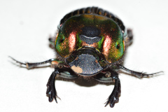 Phanaeus amithaon