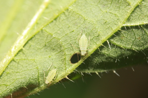 Aphid