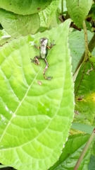 Osteocephalus verruciger