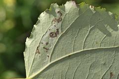 Aulagromyza tremulae