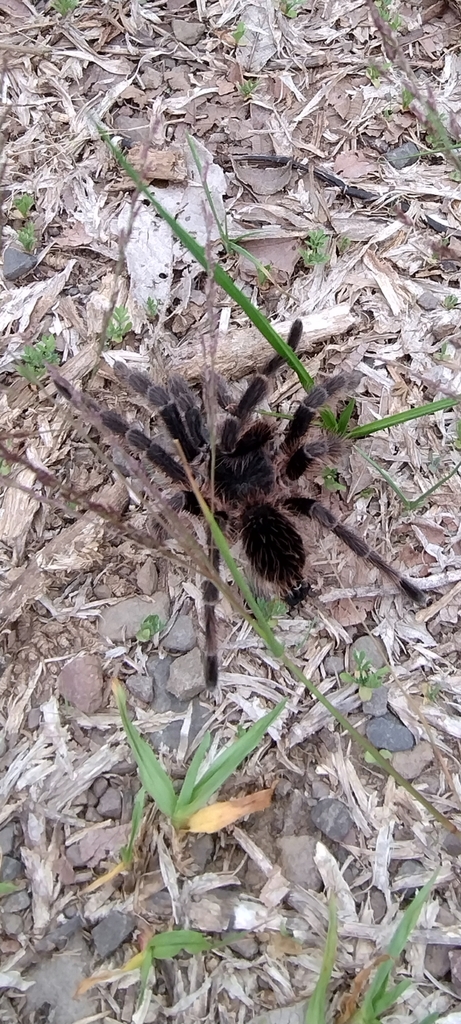 Pterinopelma vitiosum