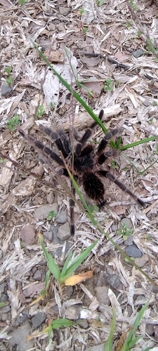 Pterinopelma vitiosum
