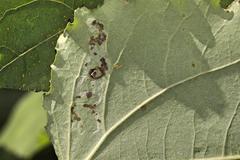 Aulagromyza tremulae