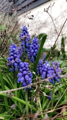 Muscari