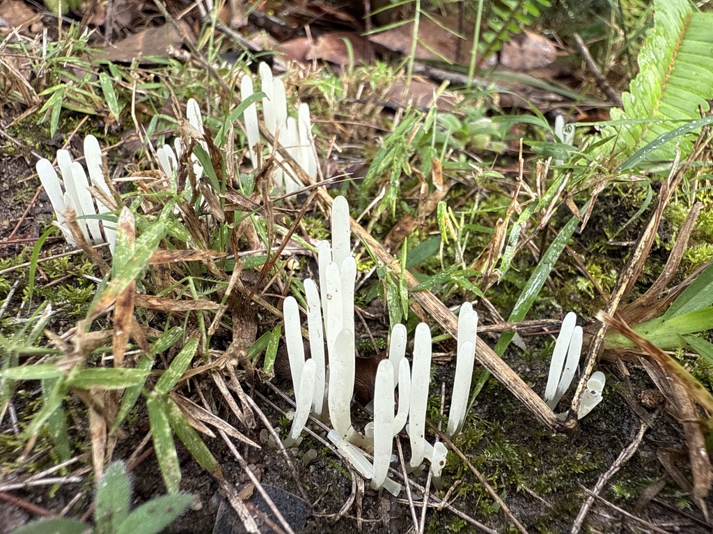 Clavaria fragilis · April 2025 · photo: © stephvg (iNaturalist, cc0)