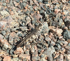 Psinidia fenestralis