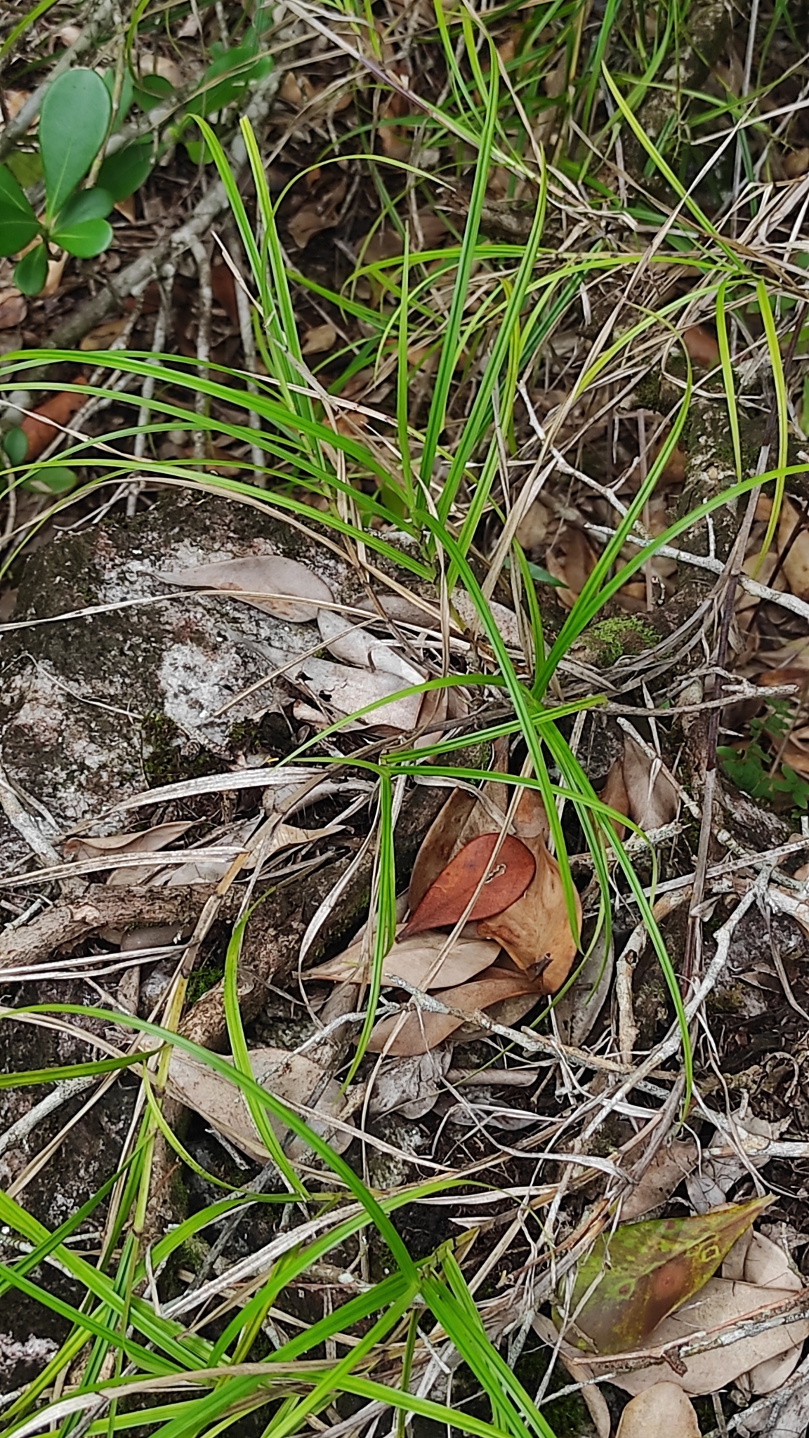 Imagem de Cipó-de-fogo