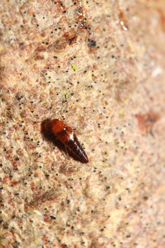 Staph beetle