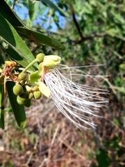 Capparis tomentosa