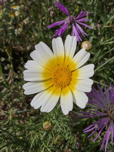 Crown daisy (Glebionis coronaria)