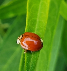 Hesperomyces virescens