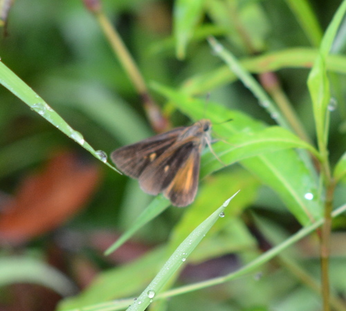 Dukes' Skipper photo 3