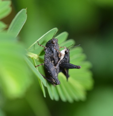 Tettigidea lateralis
